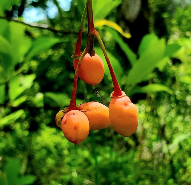 Indian plum, young berries - orange colour.