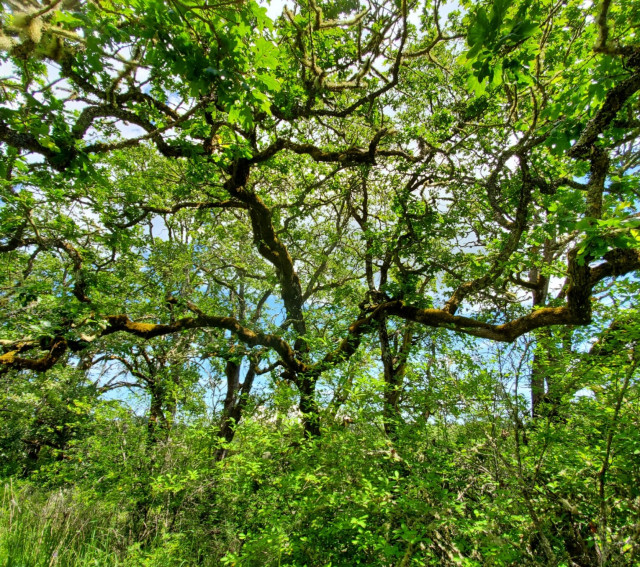 Grove of beautifully gnarly Garry oak trees.