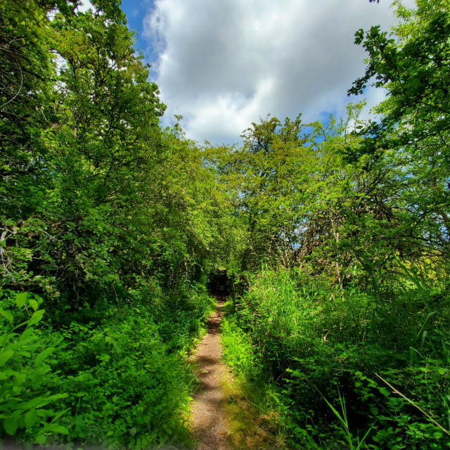 Small footpath, with trees, shrubs & plants surrounding both sides, leading into natural tunneled trail.