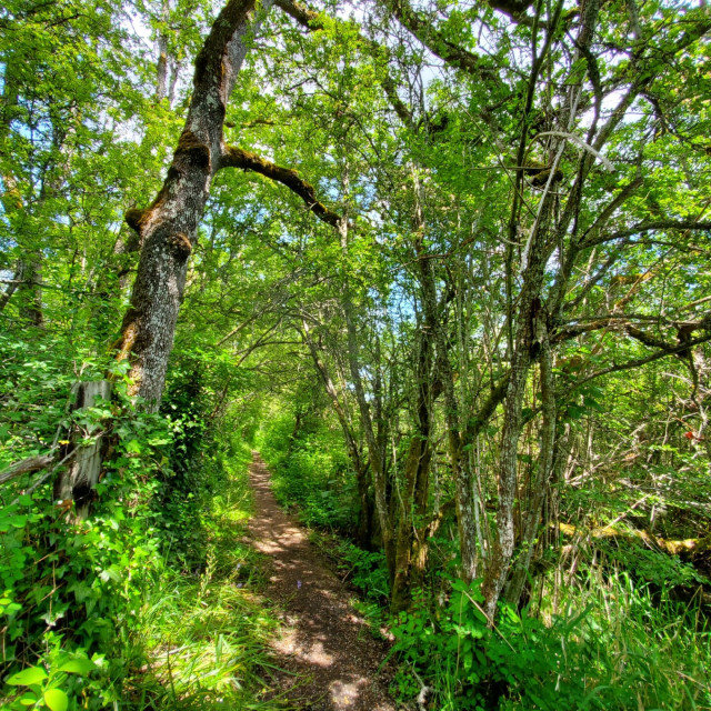 A footpath through the forest