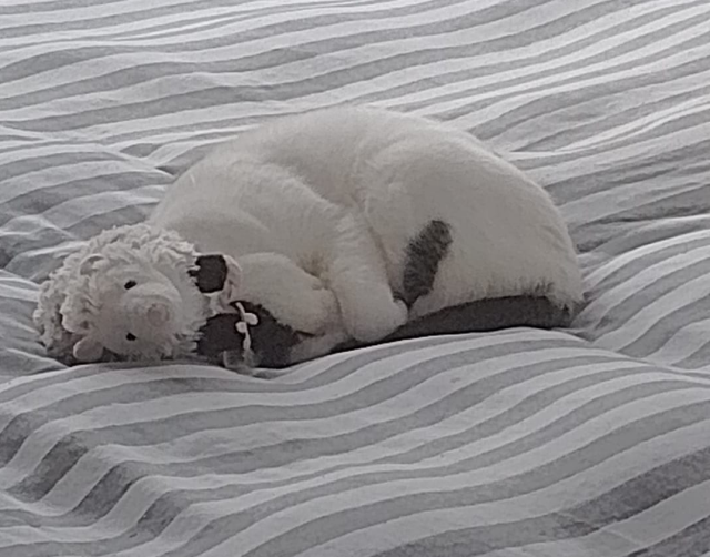 A white and black cat is curled up on a bed next to an opossum toy