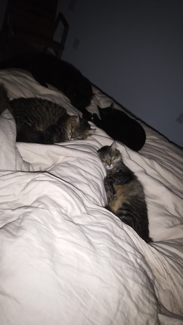 You see my left leg under the duvet and 5 Cats sleeping on it.