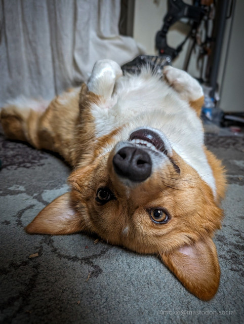 moxxi the corgi is upside down on a blue and grey rug. she's smiling and looking to the left of the camera. in the background is a wall and some dog gear.