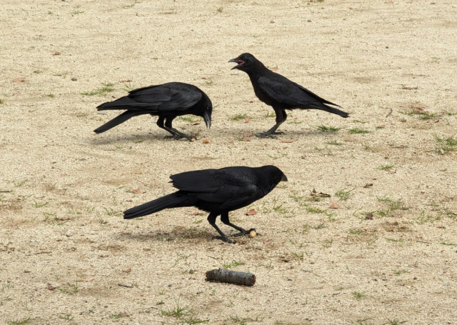 Mr. and Ms. Crow eating peanuts. Junior is demanding to be fed (it was)