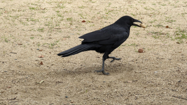 Mr. Crow, walking away with a peanut in his beak.