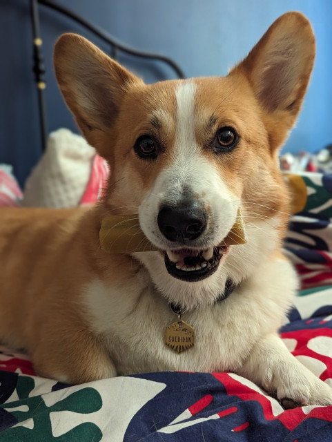 Sheridan the Corgi lies on the bed with a chewy bone treat in his mouth. He's not eating it. Just looking at the Camera.