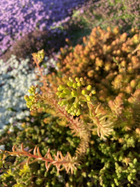 Looking down at a tall yellow flower arising from orange sedum, surrounded by green sedum and purple and white flowering creeping thyme