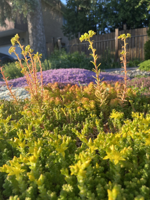 Closest to us is some low-lying green sedum with yellow flowers. Behind it is some orange sedum with towering yellow flower stalks. Behind this are carpets of white and purple creeping thyme. 