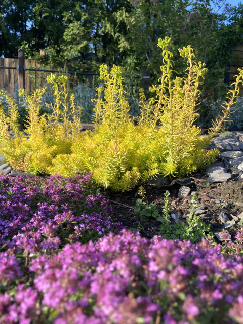 Closest to us is fuchsia creeping thyme, then some darker purple creeping thyme, then some yellow sedum with towering yellow-green flower stalks. In the far background is green cedar and a touch of blue sky