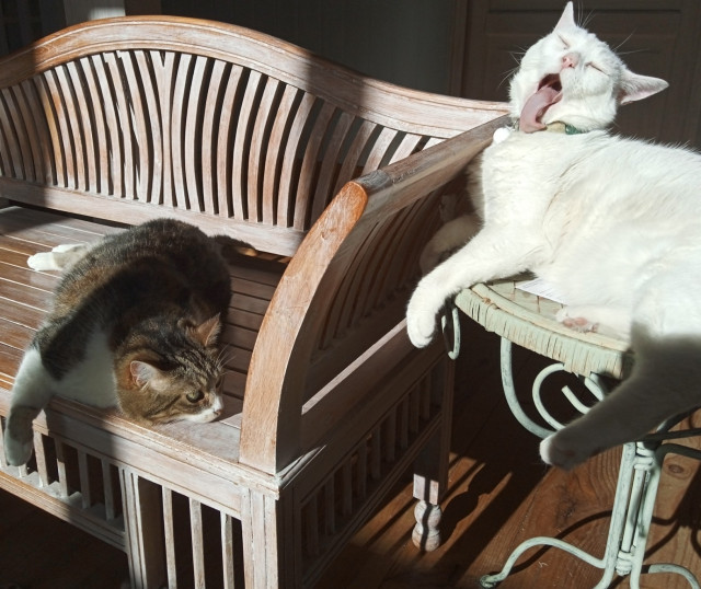 Two cats lounging in the sun. Left: a tabby and white sprawled out on a wooden bench looking bored. Right: a white cat perched on a light green coffee table. His face is caught mid-lick: ridiculously long tongue out, eyes closed.