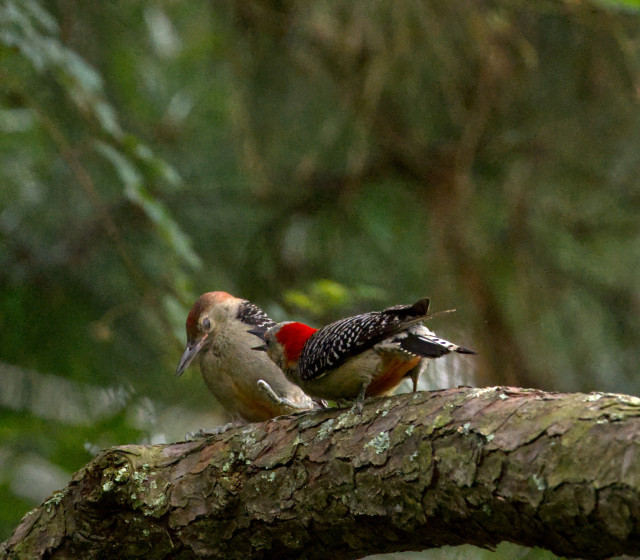 Two woodpeckers are sitting on a thick branch with blurred green trees in the background. The plainer bird in profile has closed his eye and lifted his foot as if to protest what the adult female bird with the bright red nape is hunched to tell him right in his face. Photo by Peachfront. June 6, 2024.