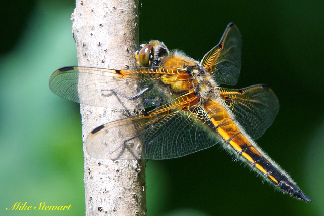 A Four-spotted Chaser resting on a stem in the sun.