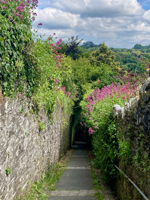 A footpath downhill with red valerian growing  from walls,