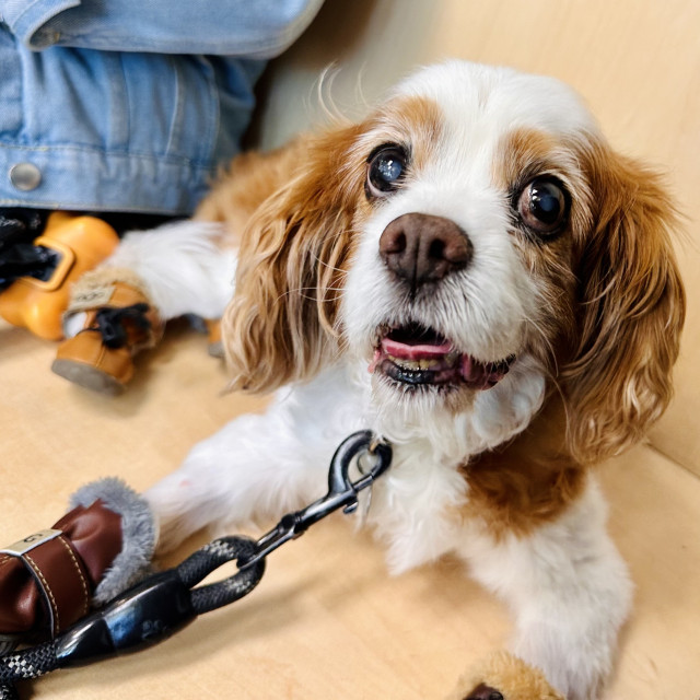 Cookie the Cavalier smiling at the vet 