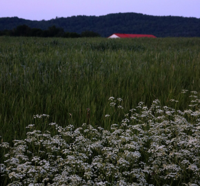 Photograph of white flowers (Anthriscus sylvestris), in the foreground at the bottom of the picture, with a green field behind and a red barn just showing the top part of its roof above the grass, a small forested hill behind the barn and what is left of a blue sky at the end of the day.
