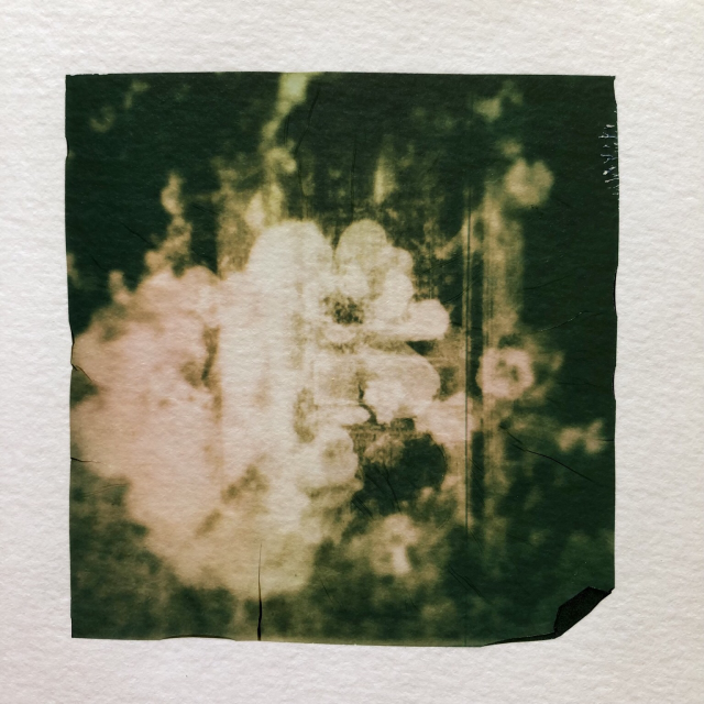 Blooming flowers in front of a closed door. Polaroid emulsion lift.