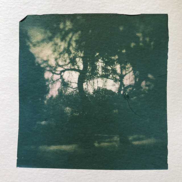 Entangled trees at dawn. Polaroid emulsion lift.