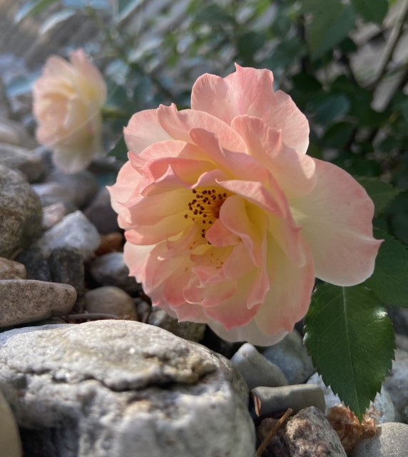 Two roses seen partly from the side, in gentle sunlight that makes them glow. Their petals are yellow at the base, turning to pink at the tips