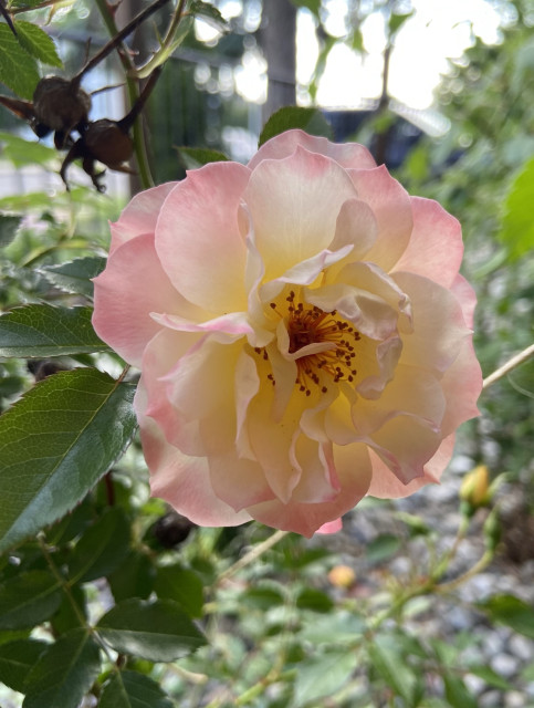 Looking more straight at one of the roses, we see it has concentric alternating circles of five petals each. The petals are large and round but with subtle points at the center, like curly brackets