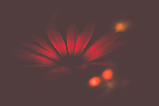 Motiv:
Eine Blume mit rot leuchtenden Blütenblättern in dunkler Umgebung.

Bildformat:
Querformat, Nahaufnahme.

Genre:
Naturfotografie, Kunstfotografie.

Hintergrund:
Dunkel, unscharf, möglicherweise weitere Lichtpunkte oder Blüten im Hintergrund.

Farben:
Rot, Schwarz, Orange.
