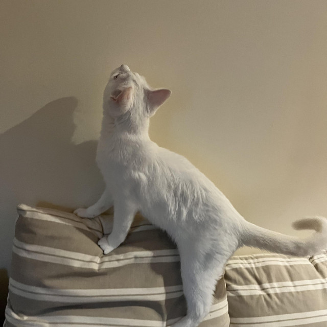 a white cat climbs to the top of a couch cushion to stare up high on a wall