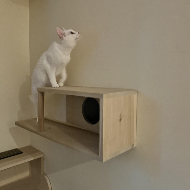 w white cat climbs a wall cat play structure to look at the wall