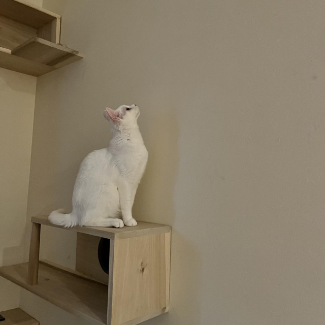a white cat sits craning her neck up at a blank (to our eyes) wall