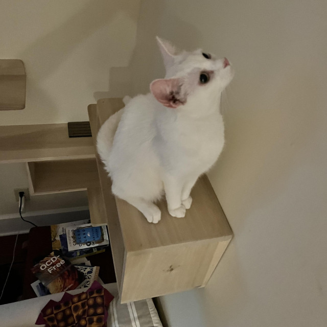 from above, we see w white cat sitting on a wooden wall play shelf looking up at the wall