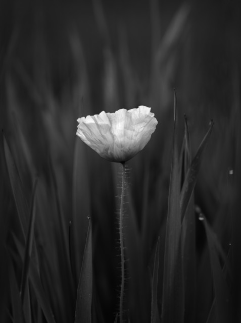 A single poppy flower in bloom stands amidst tall grass in a black-and-white composition.
