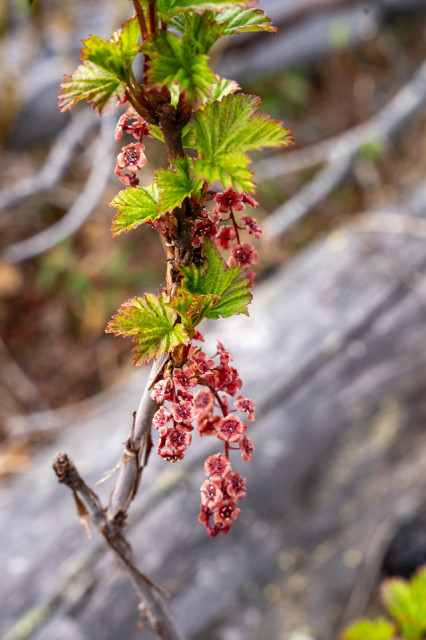 Close-up of the Ribes triste, also known as swamp red currant, showcasing its distinctive blossoms along the Table Top Mountain Trail in the White Mountain National Recreation Area, Alaska. The plant displays clusters of small, reddish-pink flowers hanging from green branches with fresh, jagged leaves. The blurred background hints at a natural, wooded environment, emphasizing the delicate details and colors of the early blooms in late May.