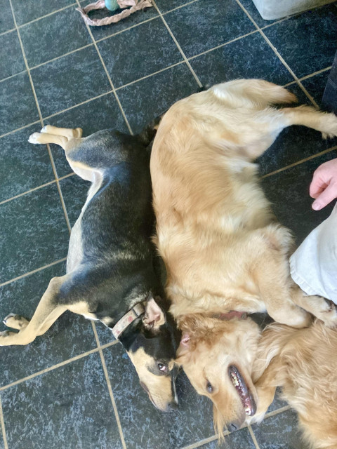 The picture shows two dogs lying on a dark tiled floor. The dog on the left is Rosie-- a black and tan dog, possibly a mixed breed, with a short coat and a collar. The dog on the right is Callisto-- a Golden Retriever with a light golden coat. They are lying back to back, with their heads touching. The Golden Retriever appears to be smiling or panting with its mouth open. There is also a human arm and part of a leg visible on the right side of the image, suggesting someone is sitting or kneeling nearby. In the top left corner, there is a blue and pink rope toy on the floor.