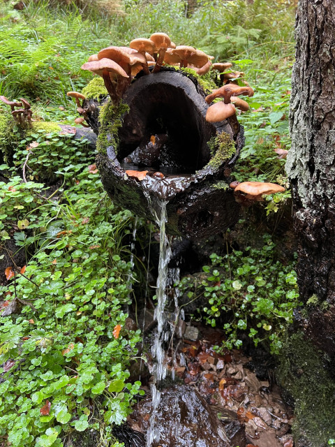 A hollow log was put horizontally as a spout for a natural spring in the forest, the water cascades out of it in a thin drizzle. The log is covered with a colony of brown-gold colored mushrooms with a flat cap. On both sides of the spring, the ground is covered in lush vegetation 