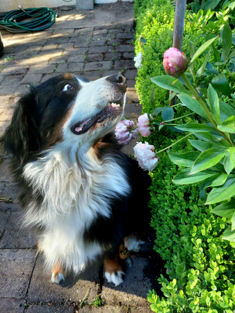 A Bernese Mountain Dog looks excitedly at some blooming "Sarah Bernhardt" peonies.