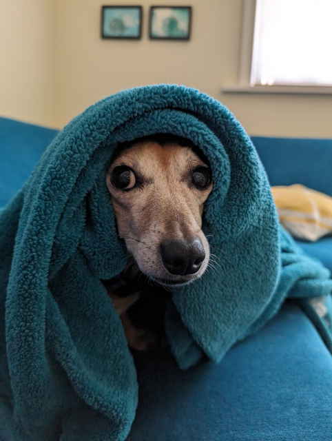 a blanket is draped over a dachshund-mix's head like a robe or cloak. He looks like the character in a video game that has a side quest for you. Snoot looking boopable. 