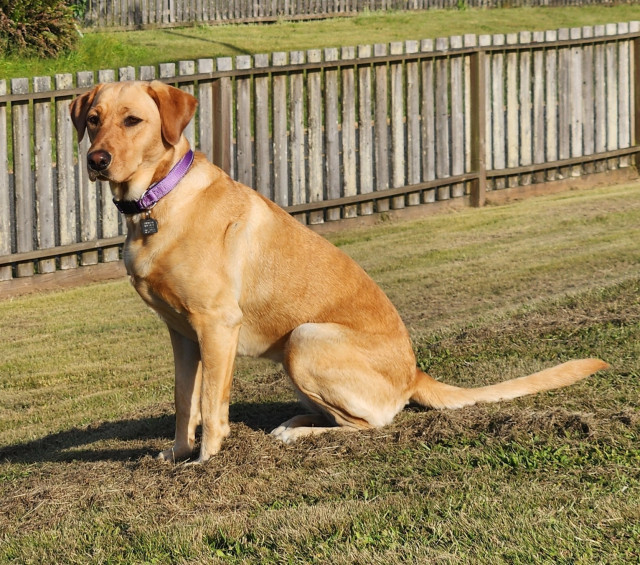 Golden Labrador retriever sitting on grass looking to the side and wearing a purple collar. There is an old wood fence behind her.