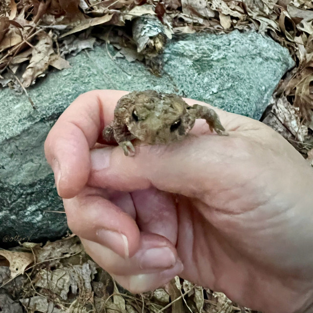 Square closeup of my right hand very gently holding a cute, small toad in the woods. The toad is posing like a superhero, one hand forward and the other on the side, in between my thumb and forefinger. 
The backdrop is the dried brown leaves around a rock.