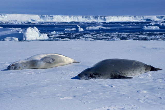 Zwei Seelöwen dösen in der Sonne auf einer Scholle. Dahinter Meer mit Eisstücke bis zur Schelfeiskannte.
der hintere Seelöwe ist silbrig und liegt auf dem Rücken, der vordere ist eher grau und liegt auf dem Bauch.