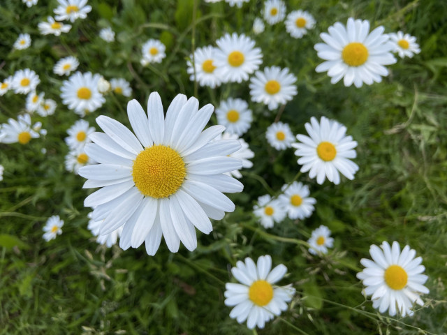 Looking down at some oxeye daisies against a background of green. The flowers have white petals around yellow center. The yellow centers are full of individual florets that are opening from the outside in, with the inner ones still closed. One Daisy looks particularly large close to the camera, and the others range from medium to small depending on distance and age. 