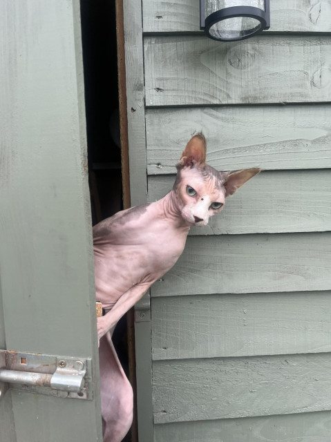 sphinx cat standing on hind legs and looking out from behind the door of a shed, looking mysterious and slightly hominid