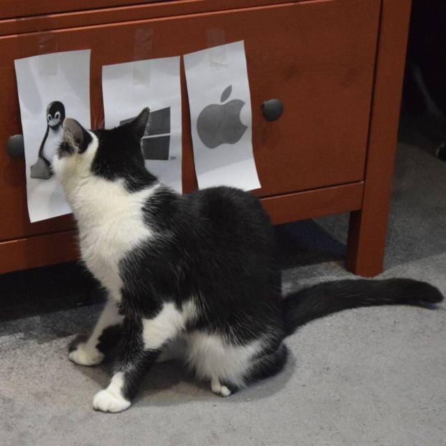 a black and white cat presses their nose into the linux penguin, ignoring the windows and apple logos next to it