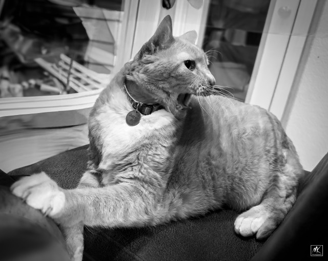 Black and white photo of a large tabby cat sitting on a chair with its left front paw extended and putting its claws into the leg of a person sitting next to it. The cat’s mouth is wide open as if screaming. 