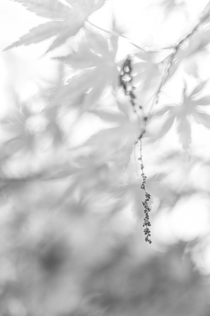 A blurry windy black and white macro shot into branches of a Japanese maple tree