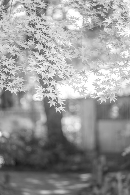 Black and white photo of Japanese maple leaves in a garden