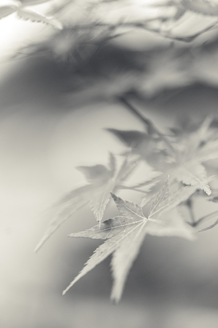 Black and white macro shot of Japanese maple leaves