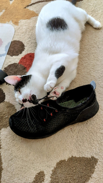 Mama cat eating a shoe.