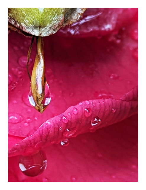 extreme close-up of a down-facing pink flower with raindrops.