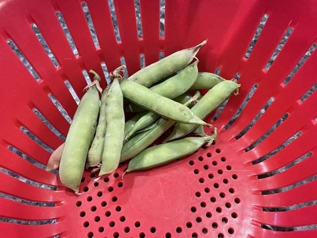 Red plastic colander with the 12 or so pea pods that represent the total harvest from this year's garden.