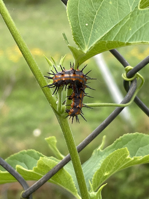 Dark gray and orange-striped caterpillar with scary-looking spikes all over its exoskeleton, twisted in chowing down green leaves and stems of a Purple Passionflower vine with a tendril wrapped around a chain link fence. 