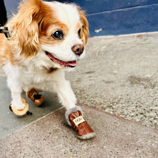 A photo of cookie the Cavalier walking and smiling on the street 