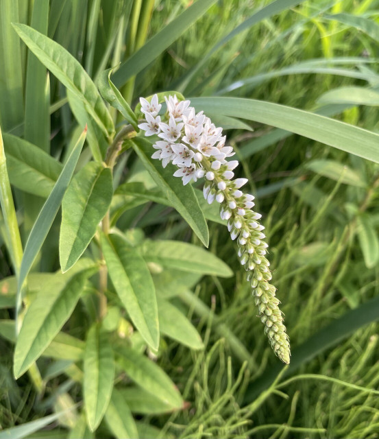 This is a 'Gooseneck' flowers picture.
we call them tora-no-o〜'Tiger's tail' in Japanese.
They are supple like a cat's tail, with clusters of flowers flowing from the center of the picture toward the lower right of the screen.
They are clusters of small white flowers, the upper part of the cluster starting from the stem is in bloom, while the lower half is still covered with white grainy buds
